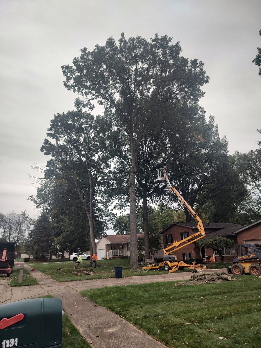 Tree Trimming for Billiter's Tree Service, LLC in Rootstown, Ohio