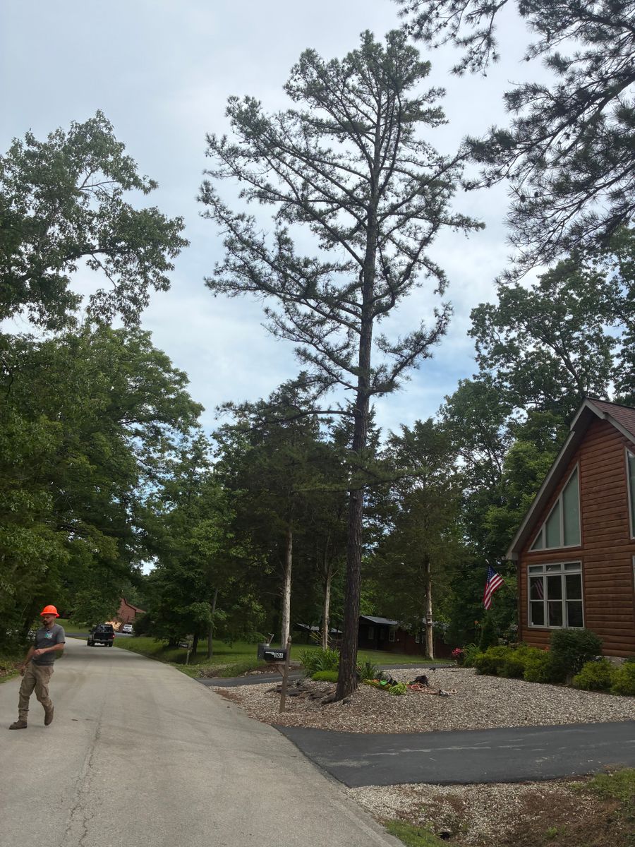 Tree Trimming for Skys The Limit Tree Management in Morehead, KY