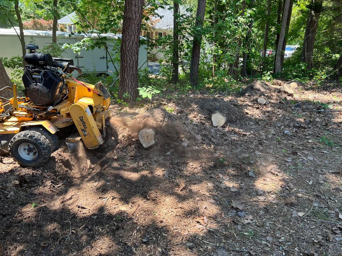 Stump Removal for Branch Out Tree Care LLC in Fredericksburg, VA