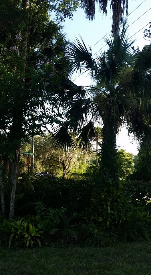 Tree Trimming for Daniel Hickey’s Tree Service in DeLand, FL