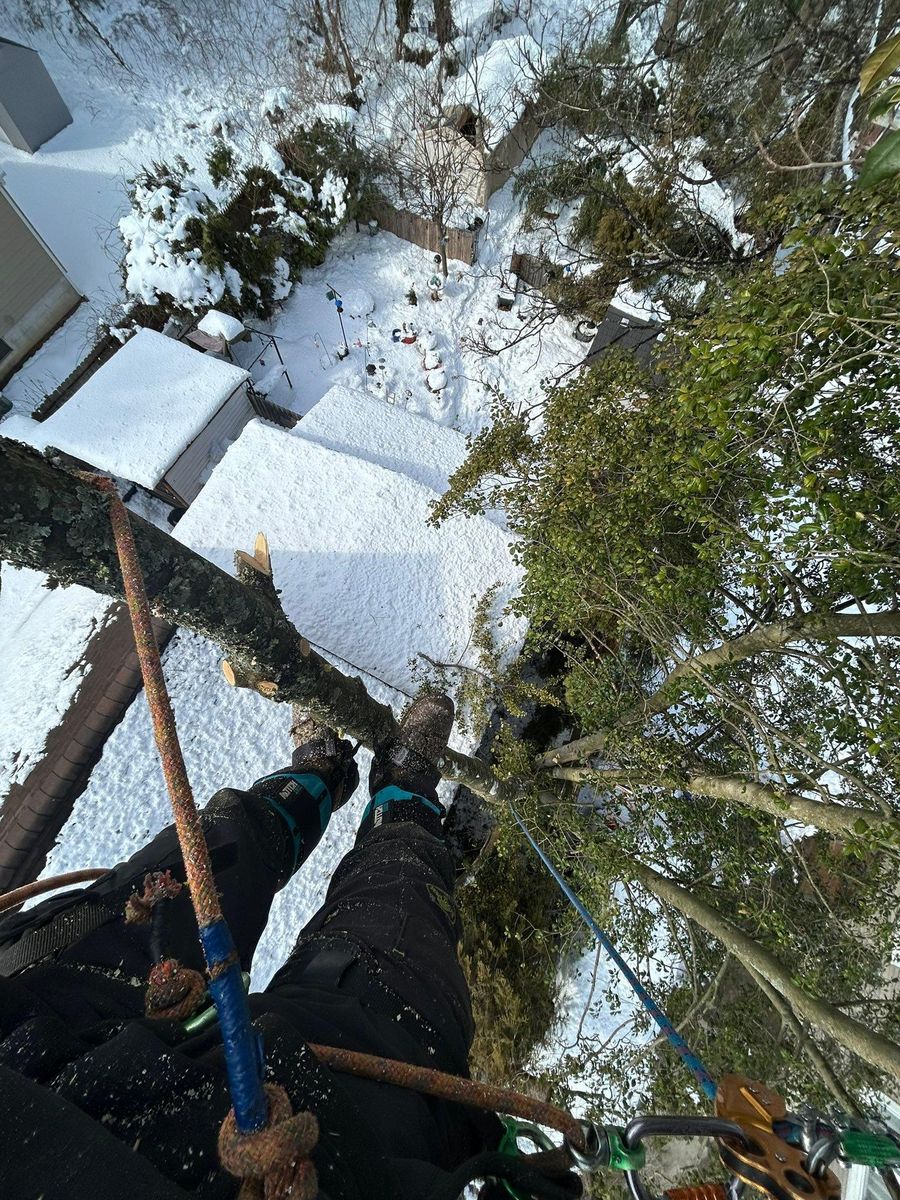 Tree Removal for Hingewood Tree Service in Salem, NJ