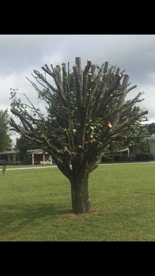 Tree Trimming for Pro Tree Guy in Winchester, TN