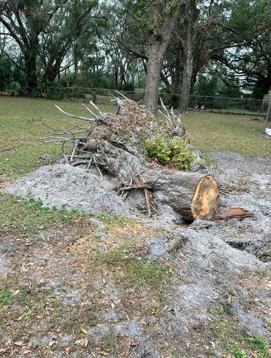 Tree Removal and Trimming for Greene Acres Stump Grinding in Plant City, FL