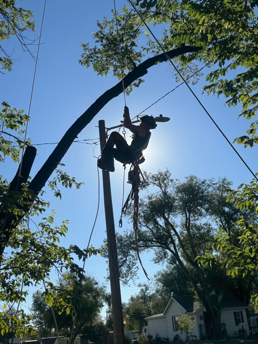 Tree Removal for Elevated Tree Care in Gillette, WY