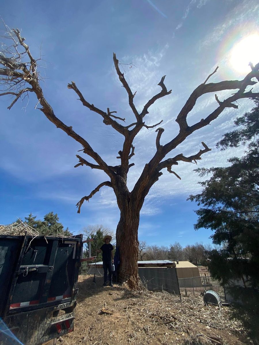 Tree Removal for Tree Service Miracles in Albuquerque, NM