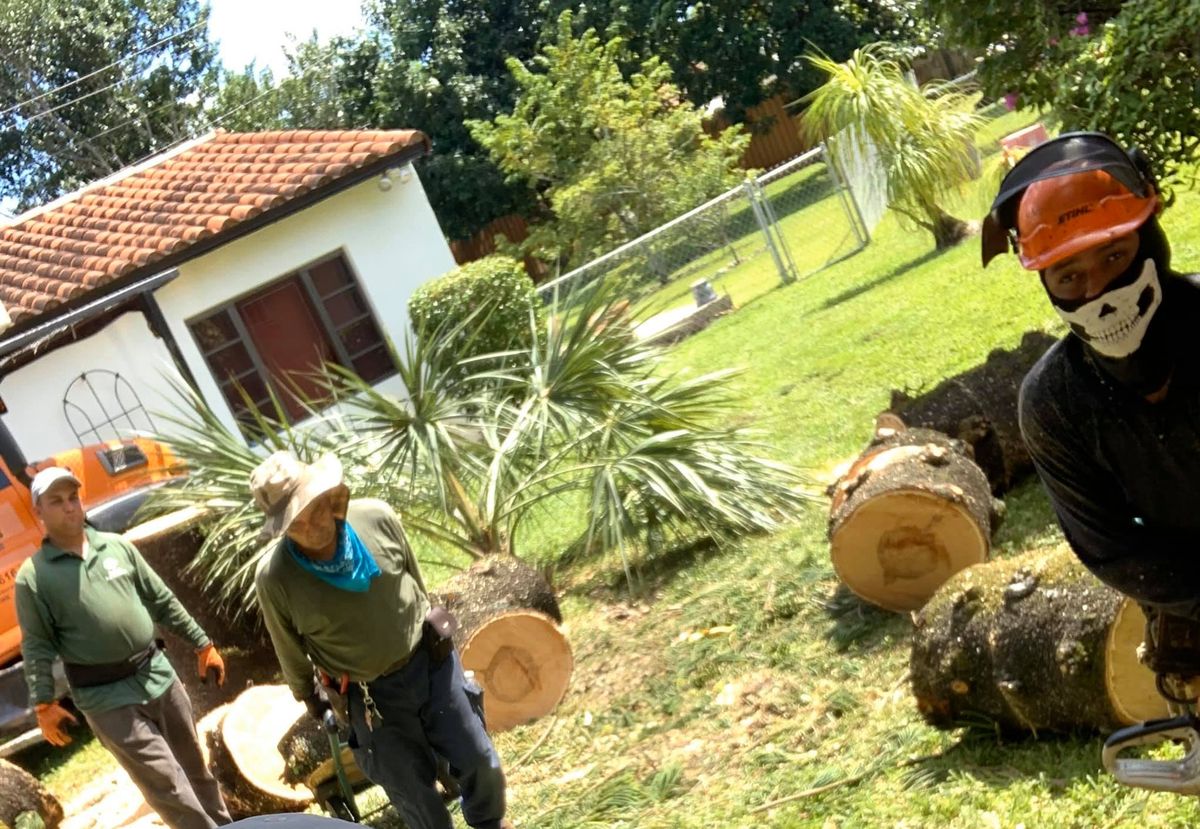 Tree Removal for Sam's Tree Service in Miami Beach,  FL