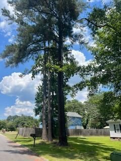 Tree Removal for Thompson Tree Climbers, LLC in Lexington, SC