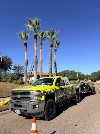 Tree Trimming for Johnnys Pro Cutters in Corpus Christi, TX