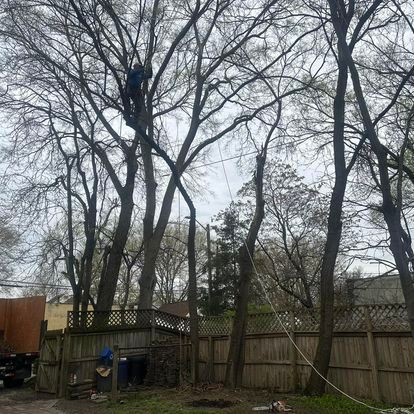 Tree Triming for Alexander Fencing And Tree Service  in Louisville, Kentucky