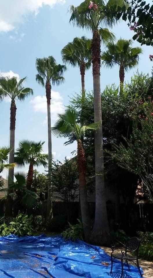 Tree Removal for Servin's Tree Care  in Houston, TX