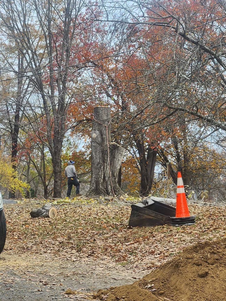 Stump Removal for Branch Out Tree Care LLC in Fredericksburg, VA