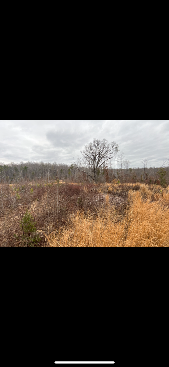 Land Clearing for Cedar Point Land Management in Richmond, VA