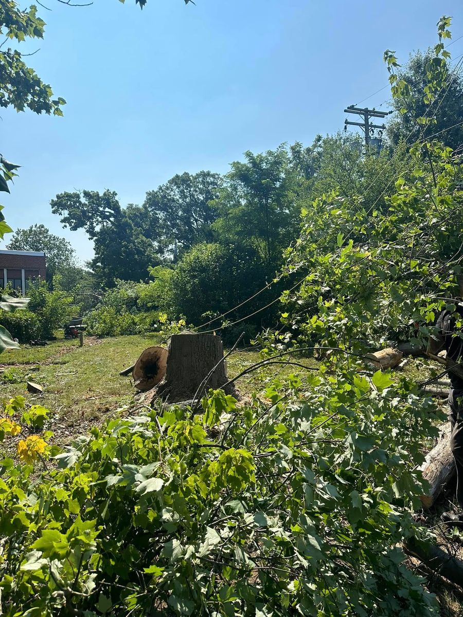 Tree Removal for Luna Landscaping and Construction in Parkville, MD