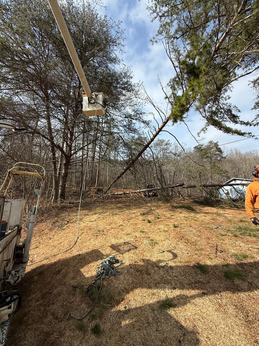 Tree Removal for Lucky’s Tree Removal and Landscape Services in Clinton, TN