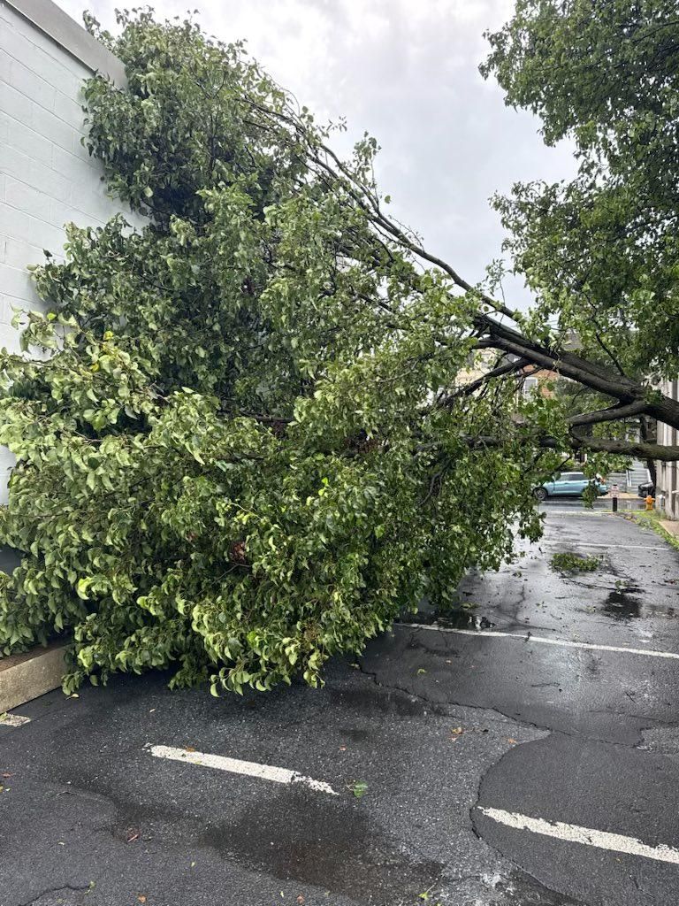 Tree Services for Jonathan A. Henne Property Services. in Hamburg, PA