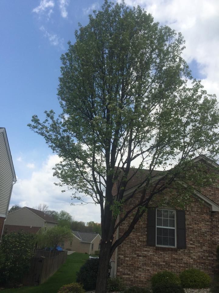 Pruning for Precision Tree Service, Inc. in Ryland Heights, KY