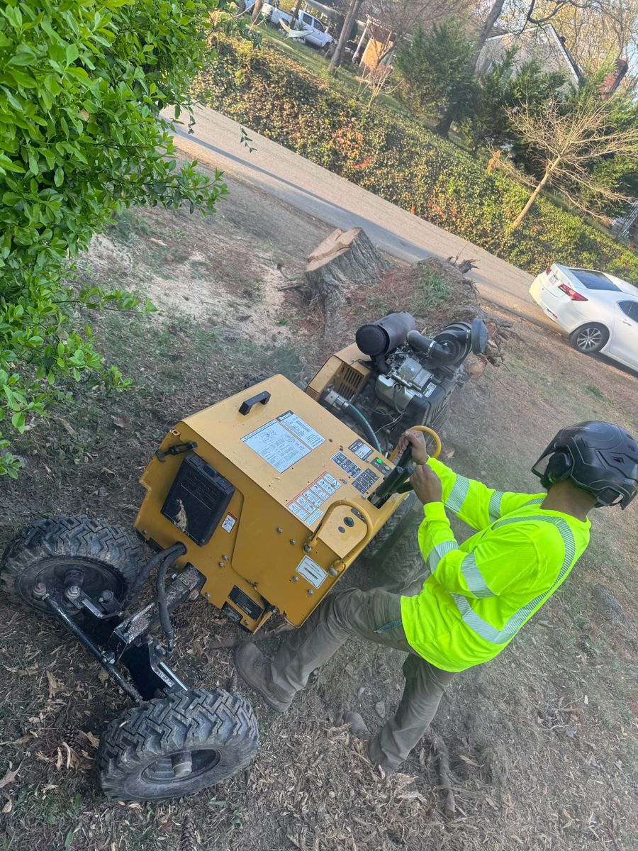 Stump Removal for Branch Out Tree Care LLC in Fredericksburg, VA