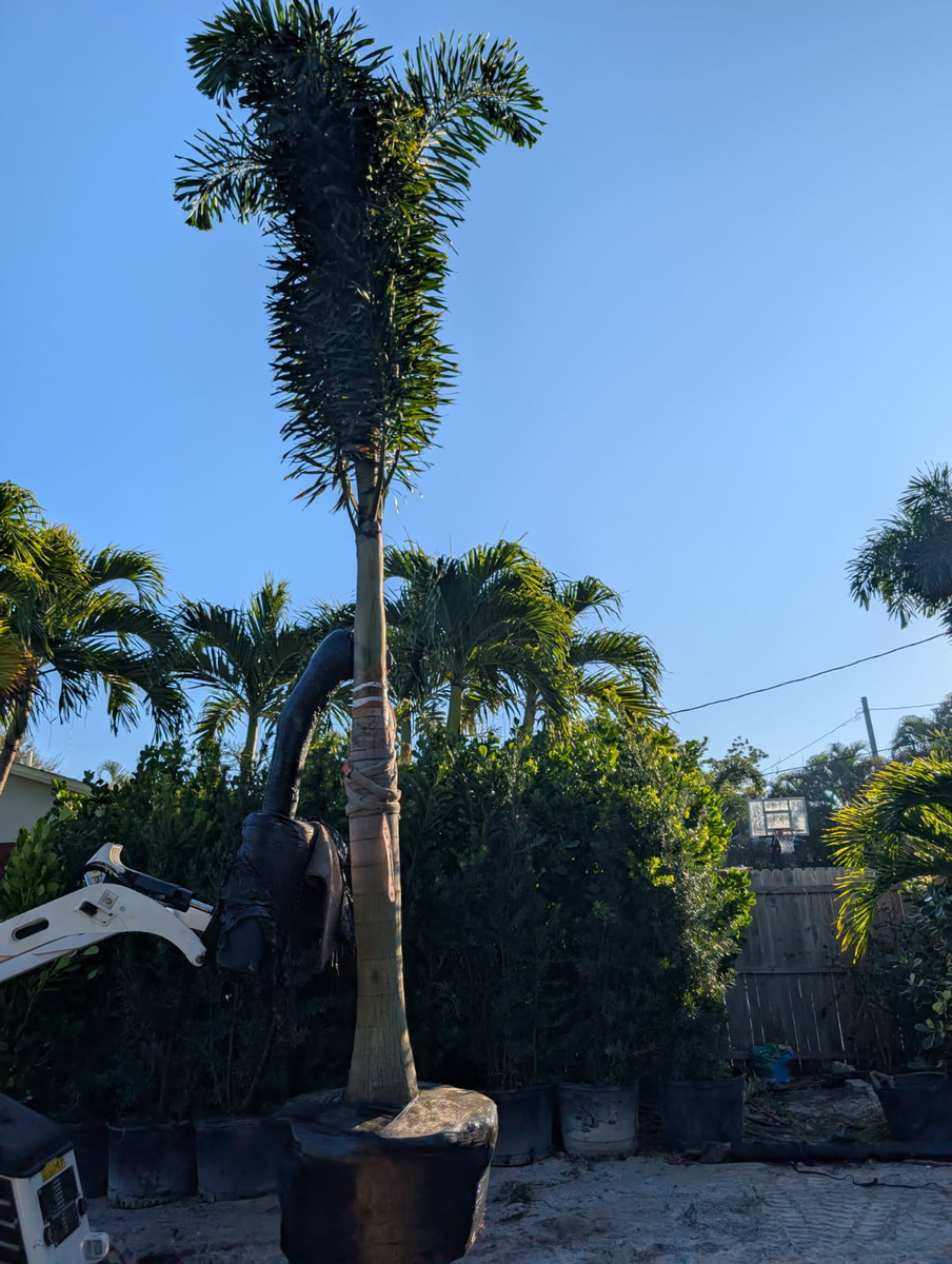 Palm and Trees for Plant World LLC in Cape Coral, FL