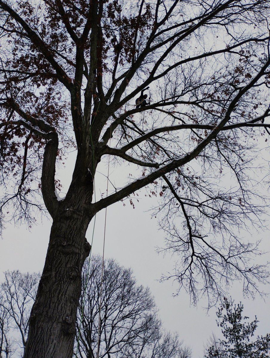 Tree Removal for Kingdom Tree Trimming and Removal LLC in Covington, KY