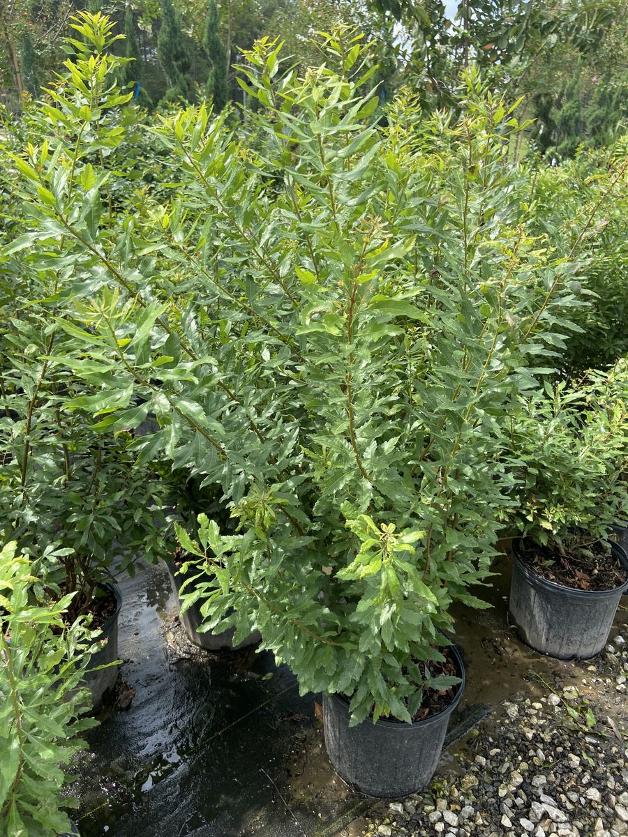 Landscape Installation for Atlas Land Design in Creekside Park, TX