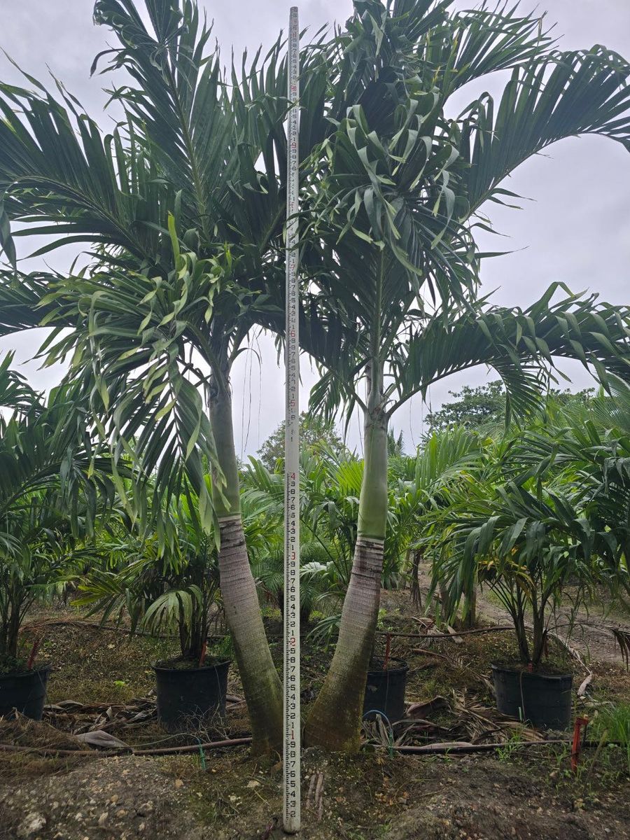 Palm and Trees for Plant World LLC in Cape Coral, FL