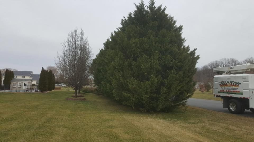 Shrub Trimming for Loockerman's Tree and Stump Removal in Dover, DE