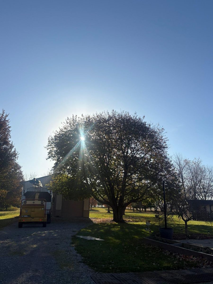 Tree Trimming for Dig-It Tree Company in Mason, OH