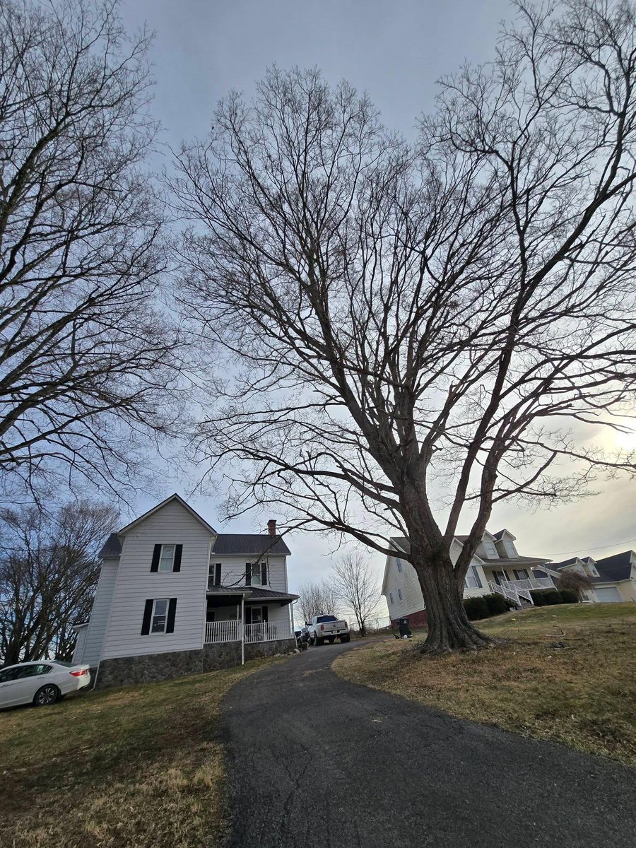 Tree Removal for M&L Lumber and Excavating in Jonesborough, TN