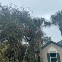 Shrub Trimming for Efficient and Reliable Tree Service in Lake Wales, FL