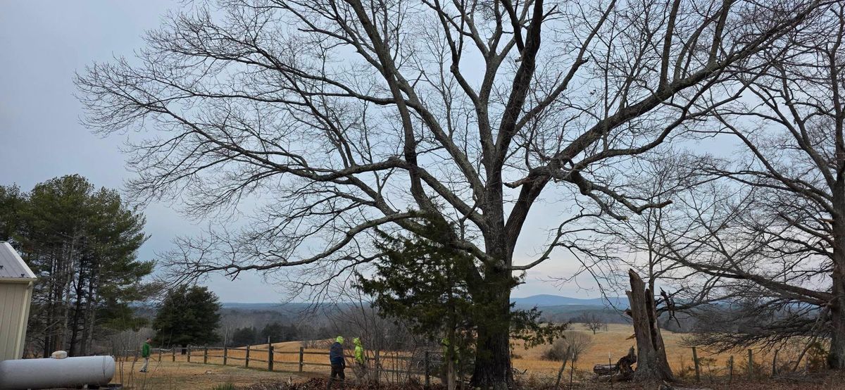 Emergency Tree Services for Hamlett Tree Service LLC in Clover, VA
