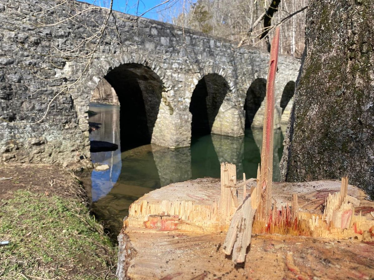 Stump Removal for Timber Ninja Service in Lexington, KY