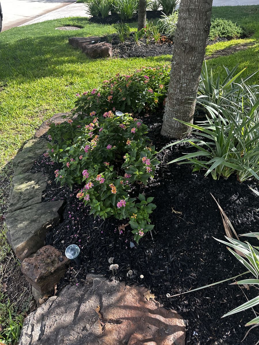 Landscape Installation for Atlas Land Design in Creekside Park, TX