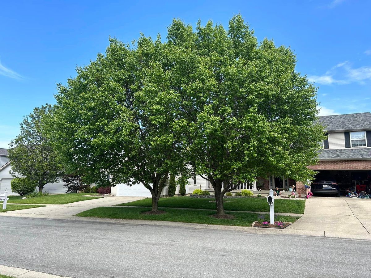 Tree Trimming for Dig-It Tree Company in , 