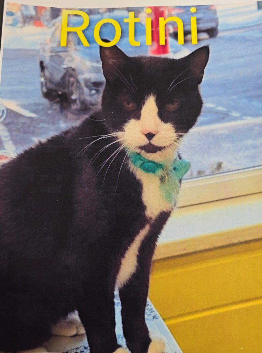 Animal Rescue for Sullivan Sanctuary of Maine in Brunswick, ME