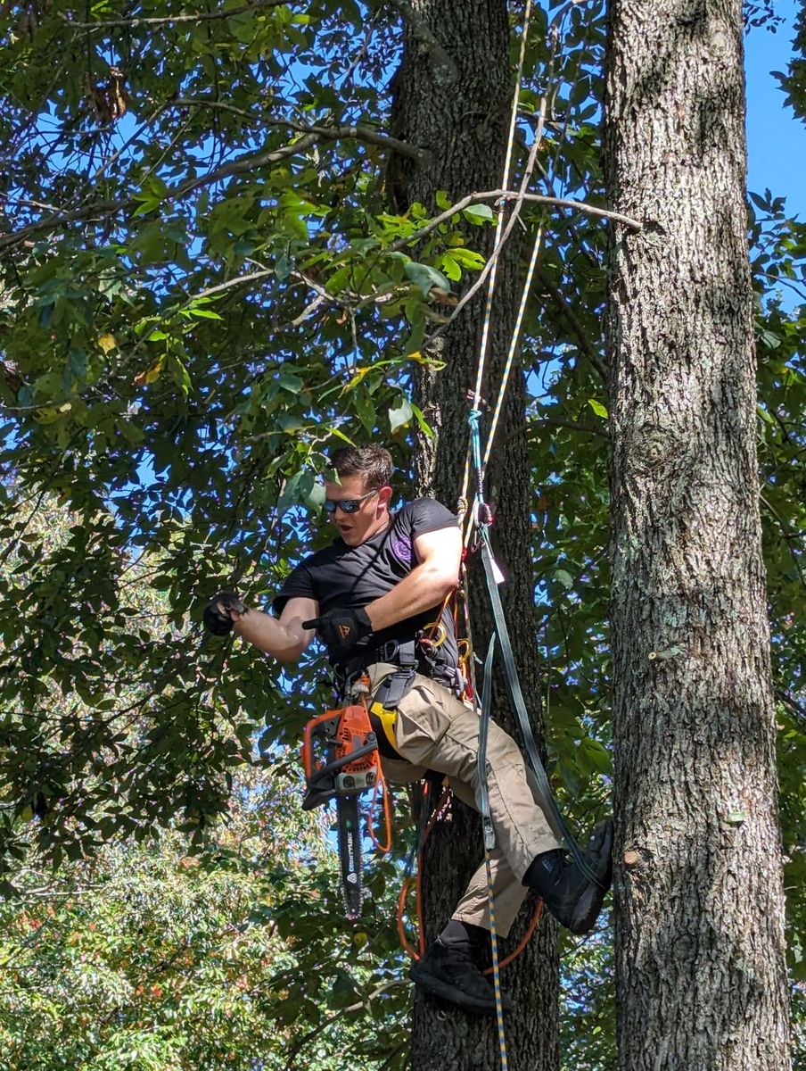 Tree Trimming for Affordable Tree Service TN in White House, TN