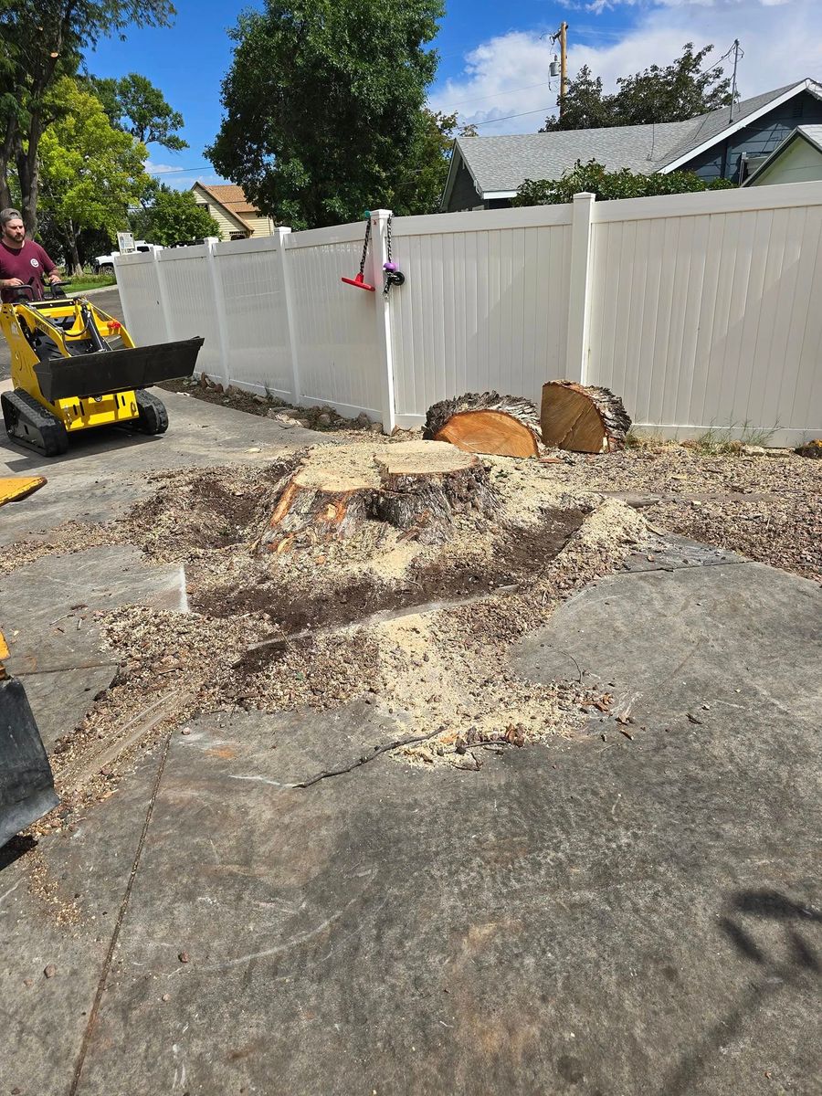 Stump Removal for Langston Tree & Landscape in Canon City, CO