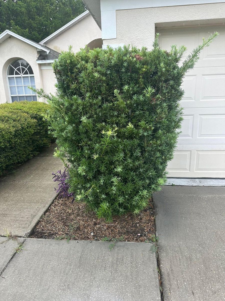 Fall Clean Up for Kramer & Son’s Property Maintenance in Hudson, FL