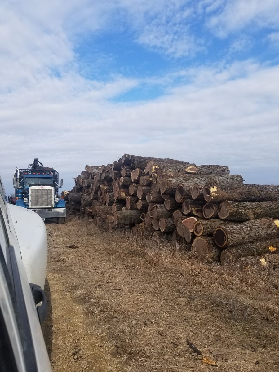 Mature Timber Harvest for Pure Iowa Logging in Cedar Rapids, Iowa