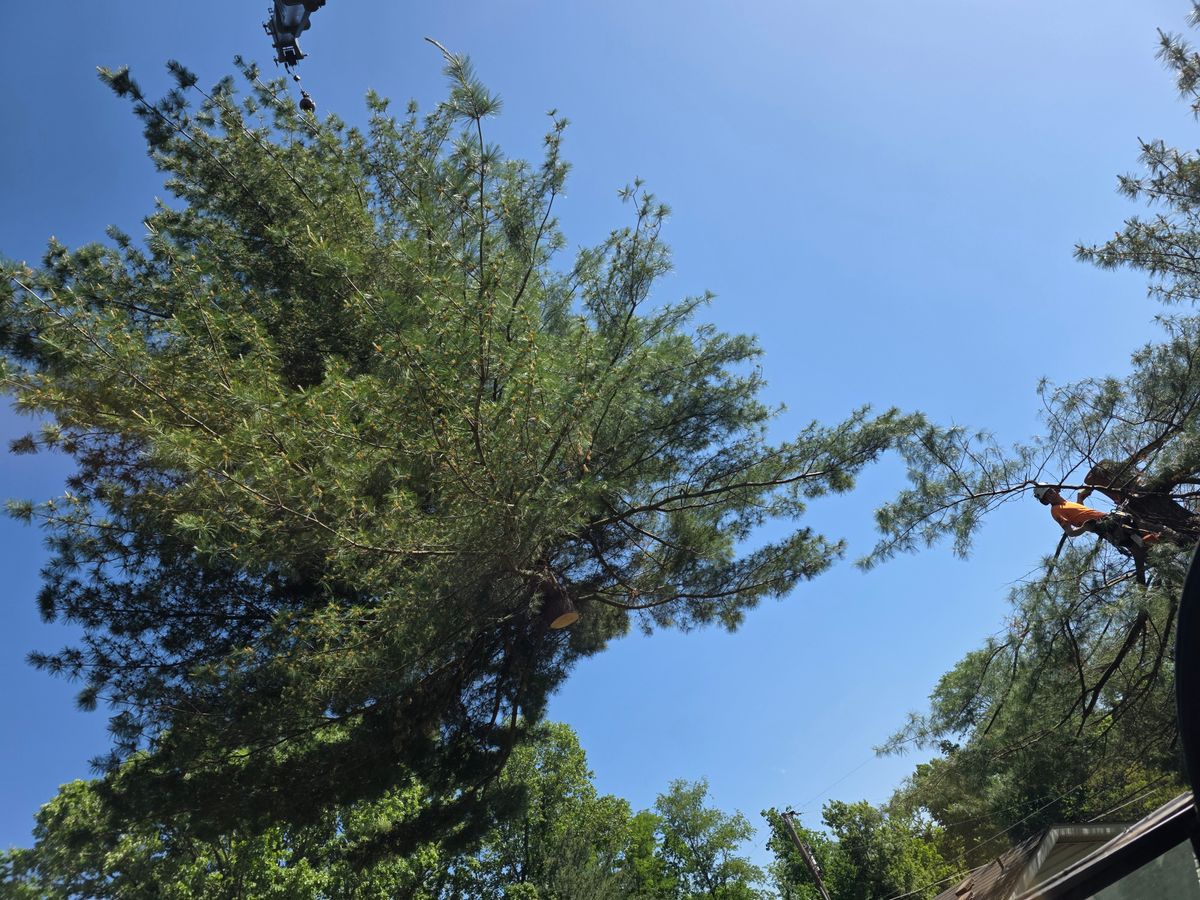 Tree Removal for Advanced Tree Solutions in Rockville, IN