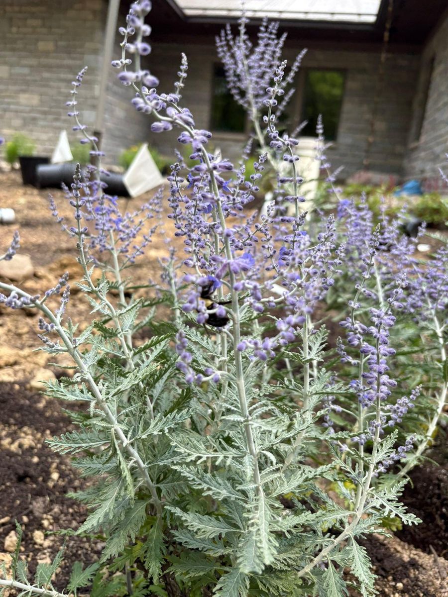 Planting for Elevate Landscape & Hardscape in West Jefferson, OH