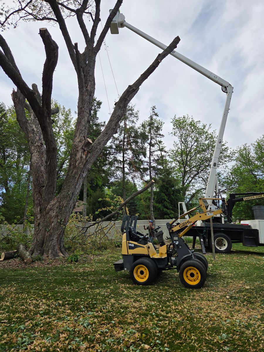 Tree Removal for O&O Tree Service in Rockford, IL