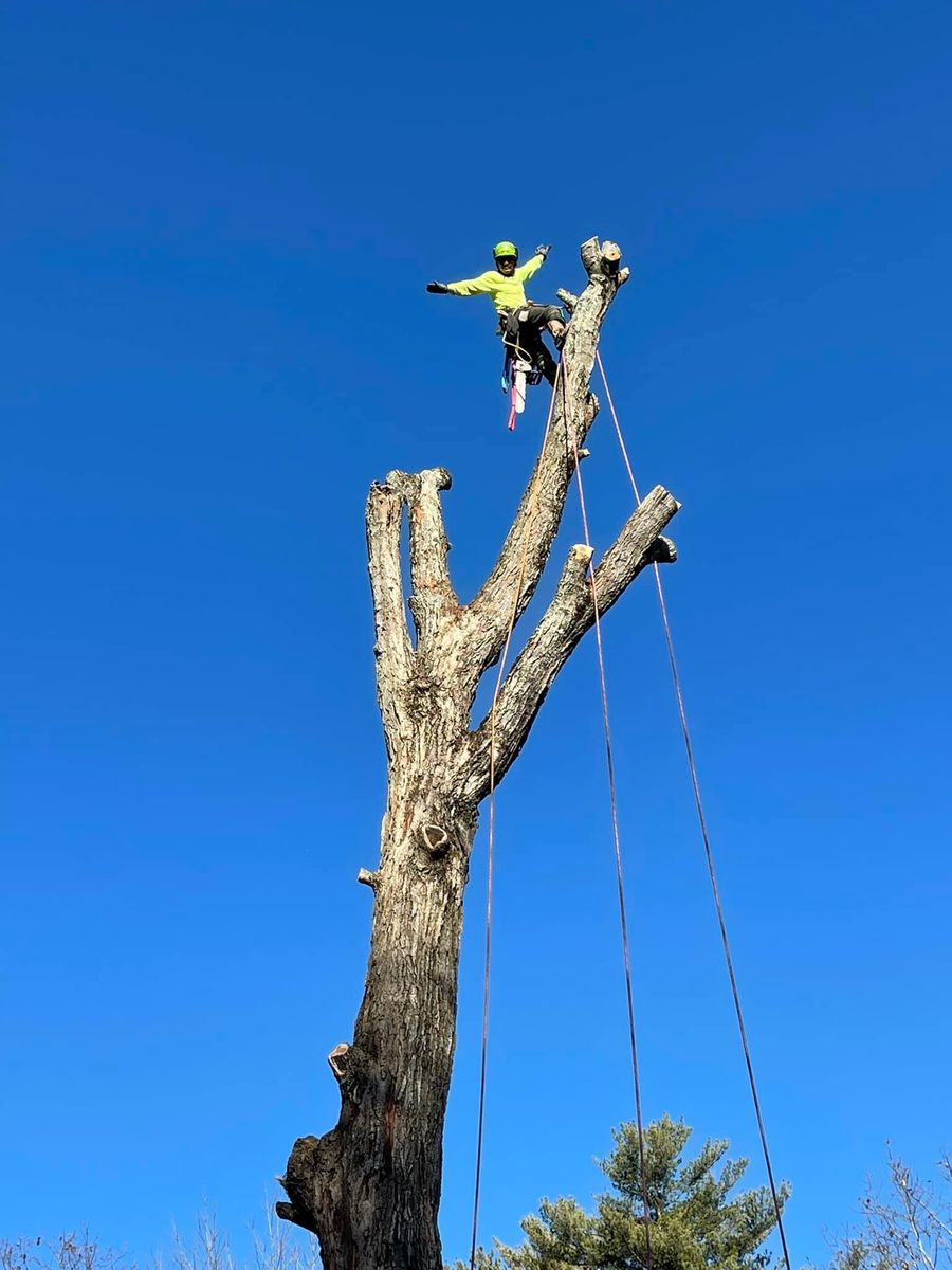 Tree Removal for Green In Green Out Tree Services in Westbrook, ME