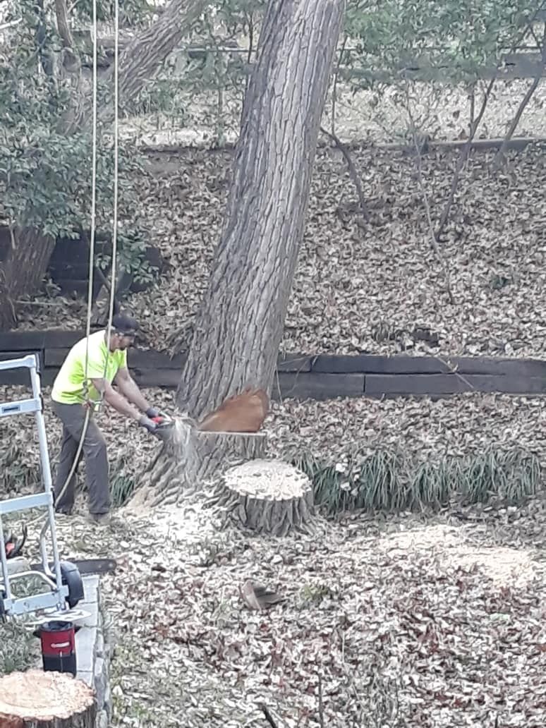 Tree Removal for TLC Professional Tree Service in Fort Worth, TX