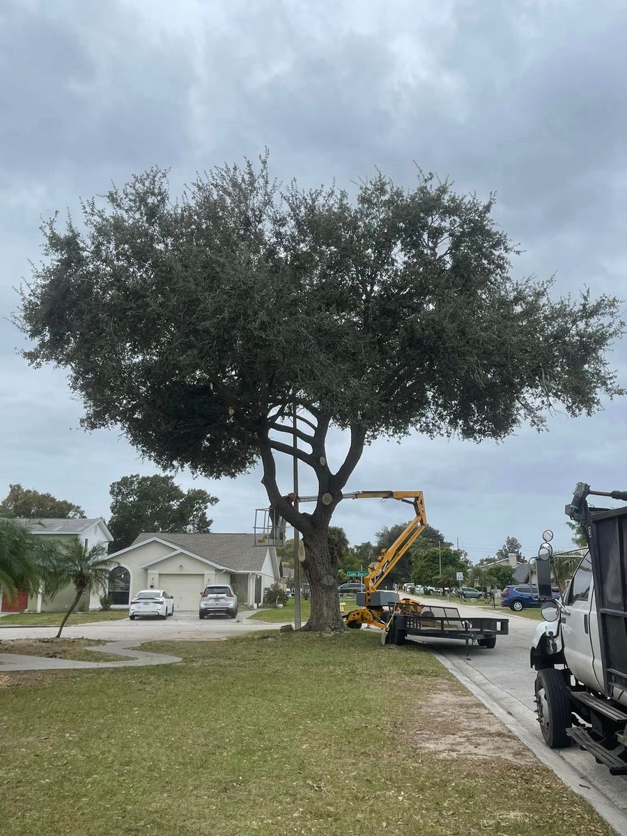 Tree Trimming & Removal for Heverly Land Solutions in Winter Haven, FL