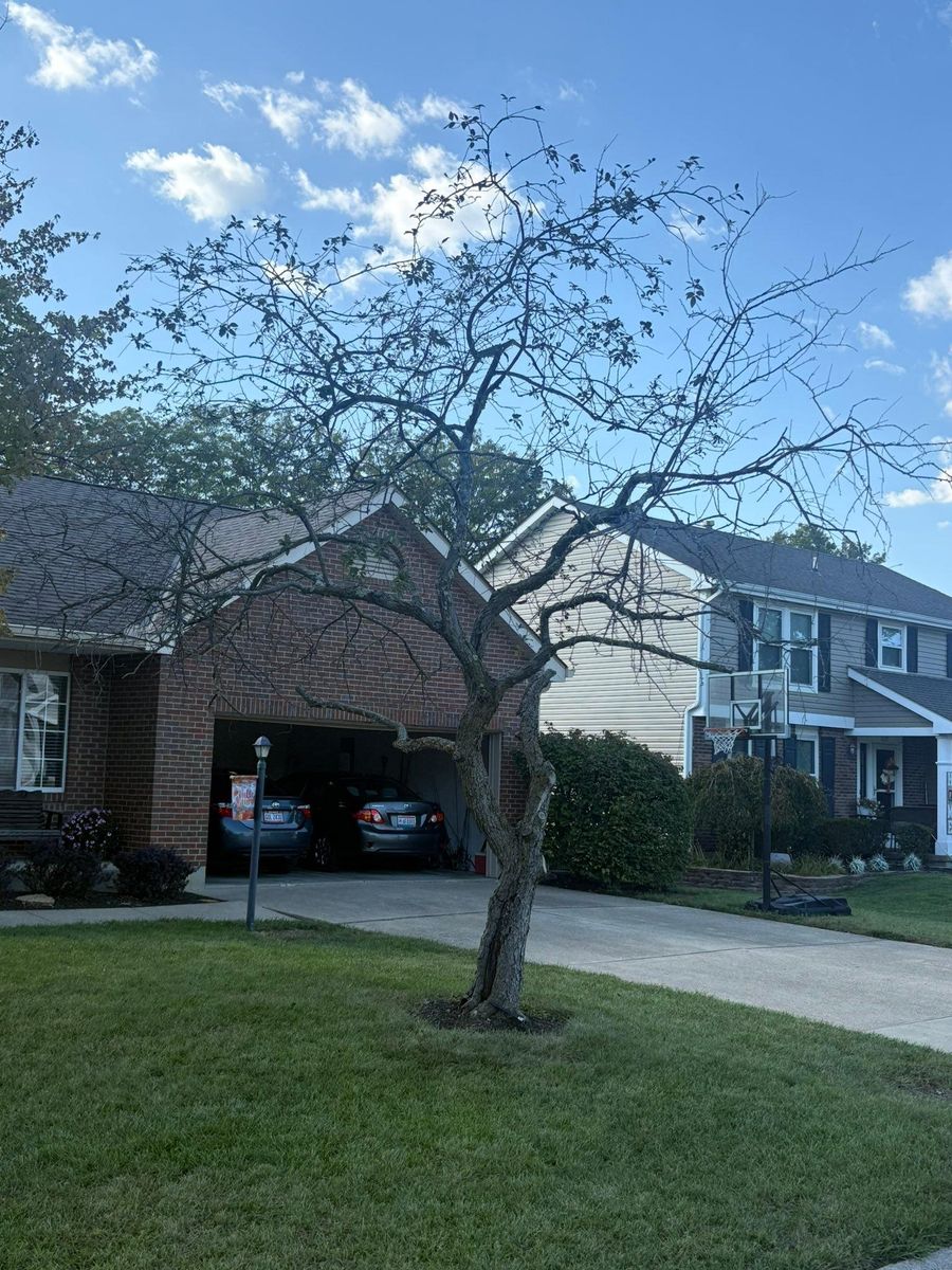 Tree Trimming for Dig-It Tree Company in Mason, OH