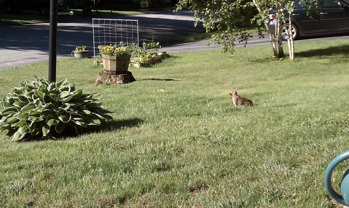 Mowing, Pruning, Trimming for LCO-GREEN Home Remodeling & Landscaping in Maynard, MA