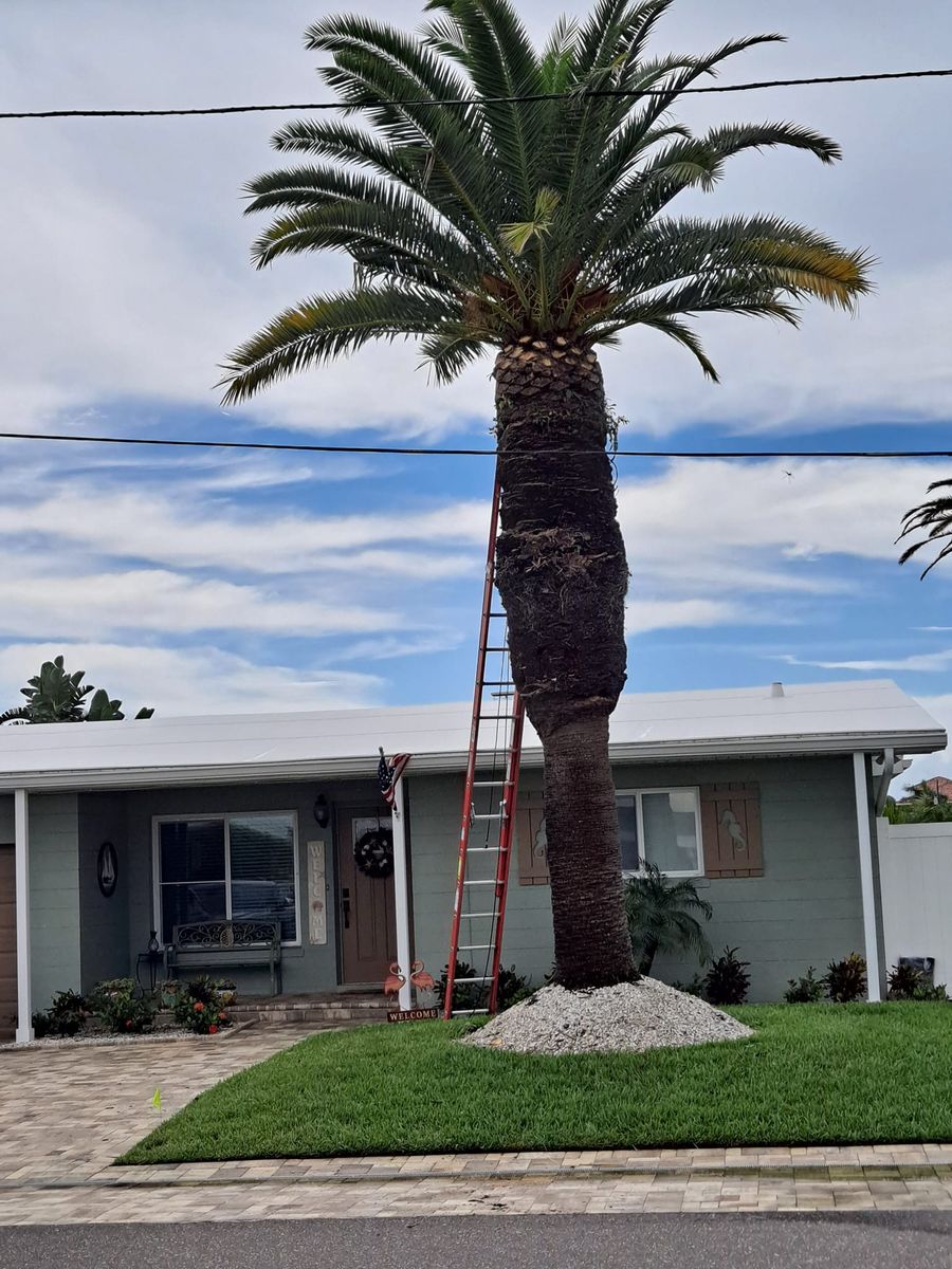 Tree Trimming for Sanchez Tree Service in Largo, FL