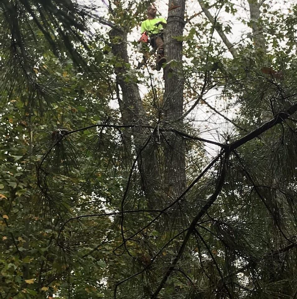 Tree Removal for WNC Tree Works LLC in Murphy,  North Carolina