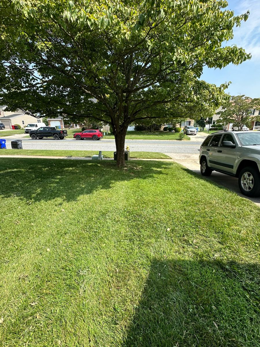 Fall Clean Up for A Better Lawn Service LLC in Bel Air, MD