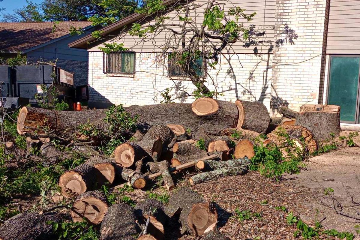 Tree Removal for Guzman's Landscaping Services in Austin, TX